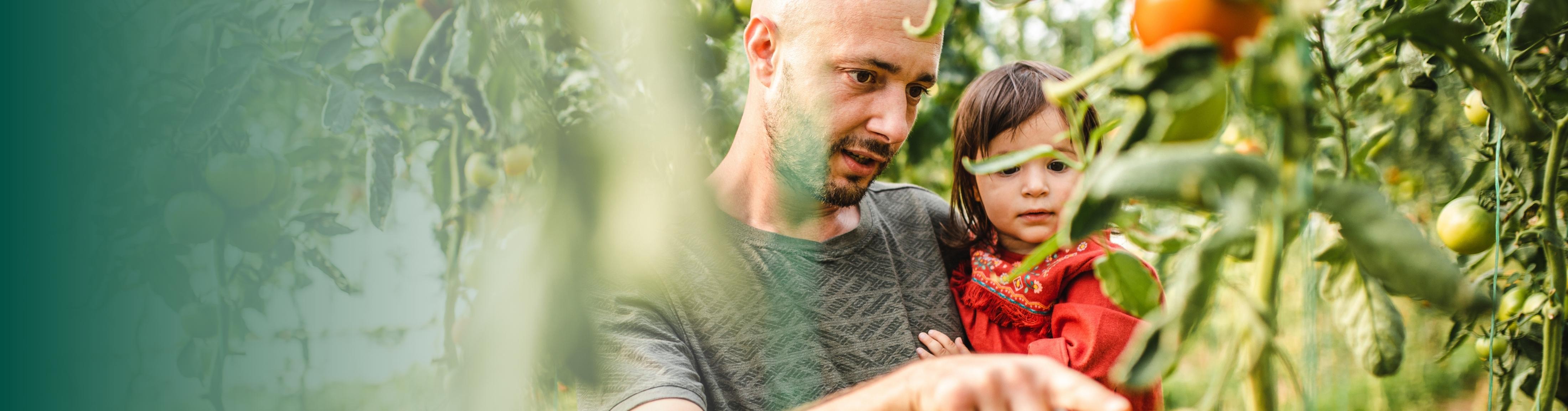 Man and Child Looking at Tomatoes