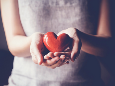 Person hold model heart in hands.