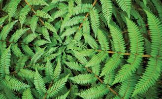 ferns