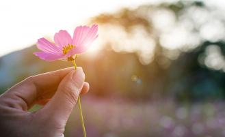 hand-holding-pink-flower