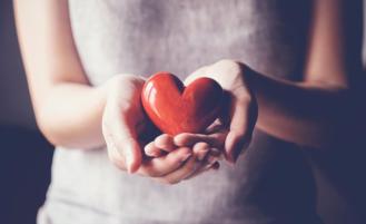 Hands holding model heart.