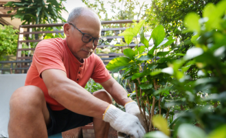  Elderly man in orange shirt gardening in his backyard