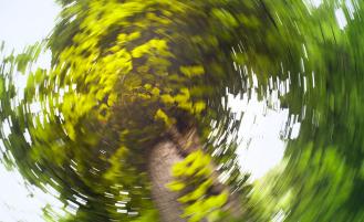 Image portrayal of vertigo side effects if a person looked up during a vertigo spell at trees