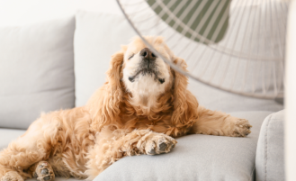 Dog cooling off by fan.